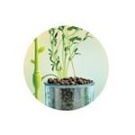 SCIENCE - Hydroponická botanika6